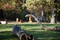 Imagine atasata: Zoo Berlin 0123.JPG